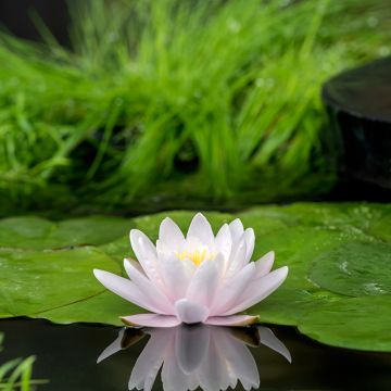 Nymphaea Marliacea Carnea - Waterlelie