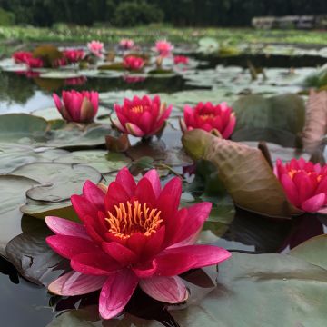Nymphaea Marliacea Ignea - Waterlelie