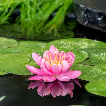 Nymphaea Mayla - Waterlelie