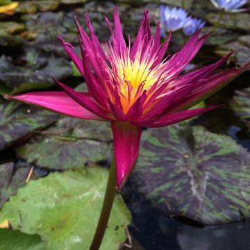 Nymphaea Miami Rose - Waterlelie