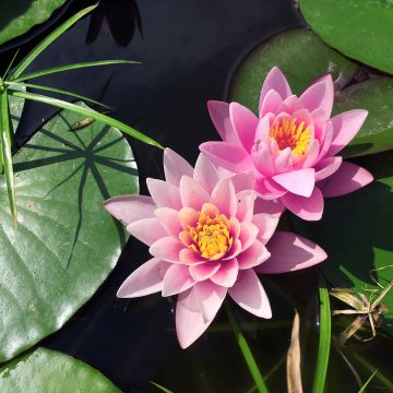 Nymphaea Rose Arey - Waterlelie