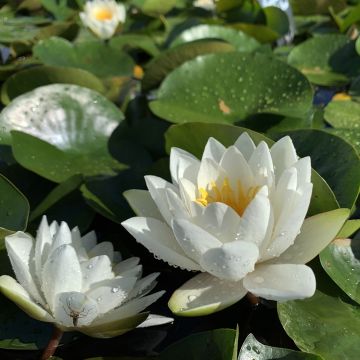 Nymphaea White Sultan - Waterlelie