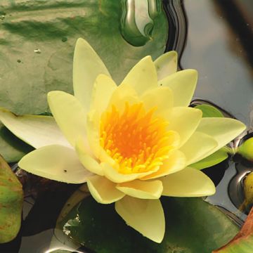 Nymphaea Yellow Sensation - Waterlelie