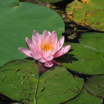 Nymphaea Fabiola - Waterlelie