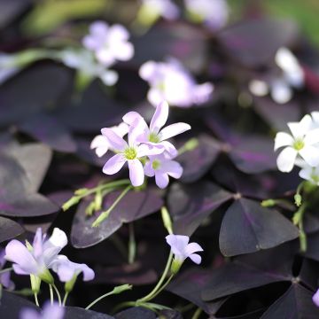 Oxalis triangularis - Klaverzuring