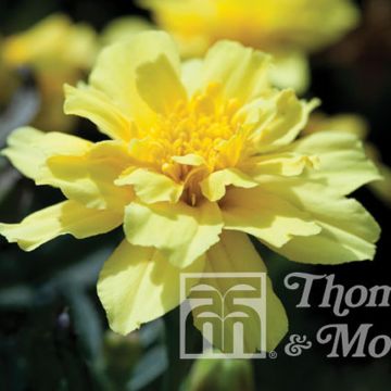 Klein afrikaantje Alumia Vanilla Cream (zaad) - Tagetes patula