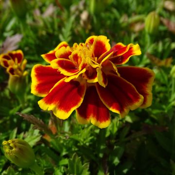 Klein afrikaantje Queen Yellow Fire (plugplanten) - Tagetes patula