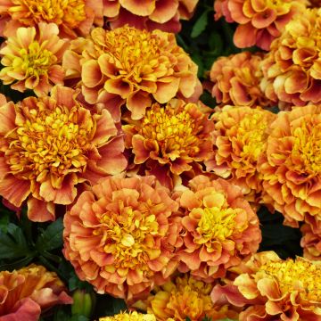 Klein afrikaantje Strawberry Blonde - Tagetes patula