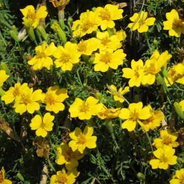 Citroenafrikaantje Lemon Gem (zaad) - Tagetes tenuifolia