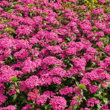 Dianthus barbatus Jolt Pink - Grasanjer
