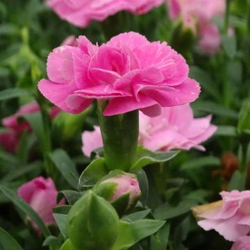 Anjer Sunflor Evert - Dianthus