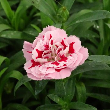 Anjer Sunflor Megan - Dianthus