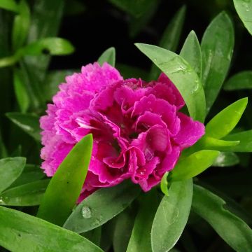 Anjer Sunflor Sinclair - Dianthus