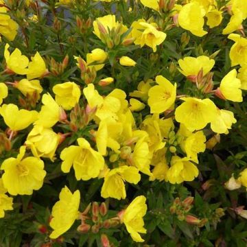 Oenothera fruticosa Michelle Ploeger - Teunisbloem