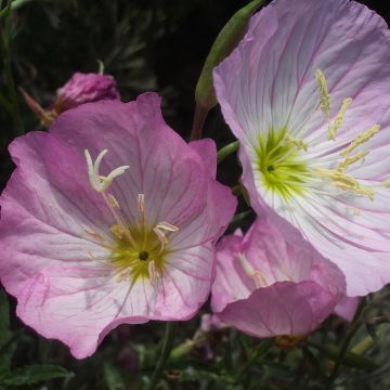 Oenothera speciosa - Teunisbloem