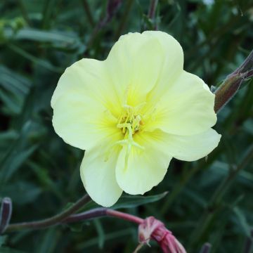 Oenothera stricta Sulphurea - Teunisbloem