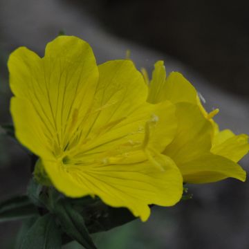 Oenothera tetragona - Teunisbloem