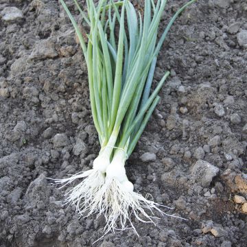 Bosui Witte van Lissabon BIO