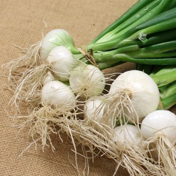 Witte ui Blanc Premier - Vilmorin