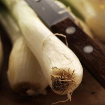 Stengelui Ishikura Long White BIO - Ferme de Sainte Marthe