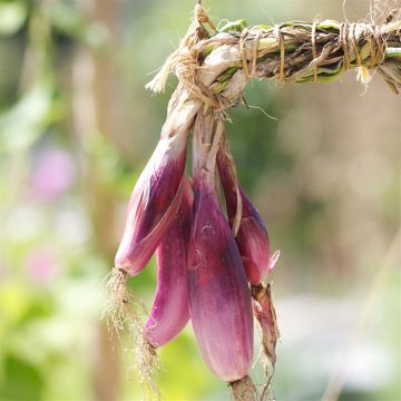 Rode ui Lange rode van Florence BIO - Ferme de Sainte Marthe
