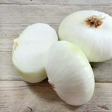 Witte ui Prompto F1 - Vilmorin