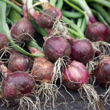 Rode ui Red Baron F1