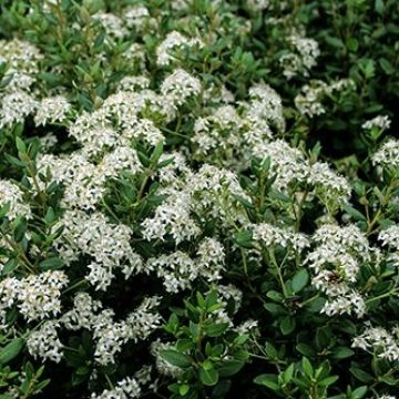 Olearia haastii - Boomaster