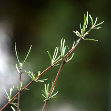 Olearia virgata - Boomaster