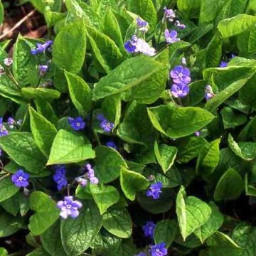 Omphalodes verna - Amerikaans vergeet-mij-nietje