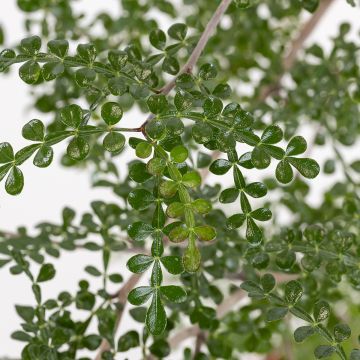 Operculicarya decaryi - Olifantenboom