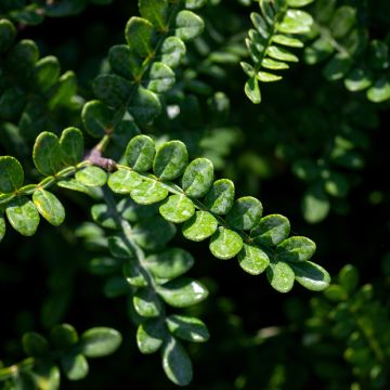 Operculicarya decaryi - Olifantenboom