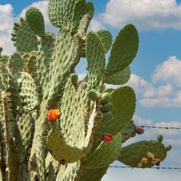 Opuntia Alta - Schijfcactus