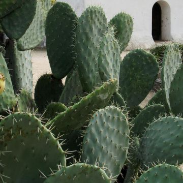 Opuntia Alta - Schijfcactus