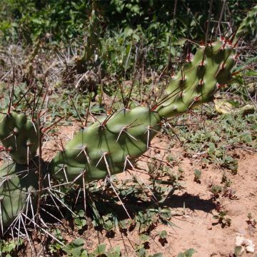 Opuntia anacantha - Schijfcactus