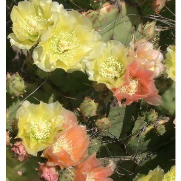 Opuntia atrispina - Schijfcactus