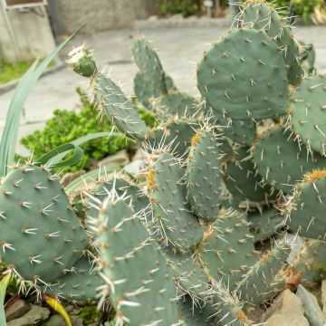 Opuntia engelmannii - Schijfcactus