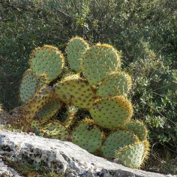 Opuntia engelmannii rastrera - Schijfcactus