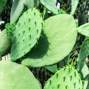 Opuntia laevis - Schijfcactus