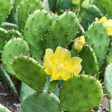 Opuntia lubrica - Schijfcactus