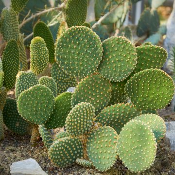 Opuntia microdasys var. pallida - Konijnenoren