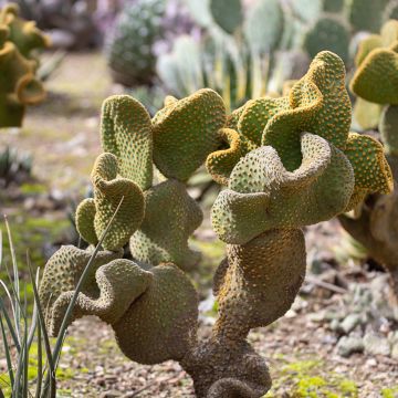 Opuntia microdasys Undulata - Konijnenoren