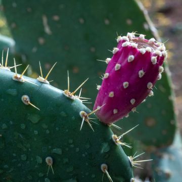 Opuntia tapana - Schijfcactus