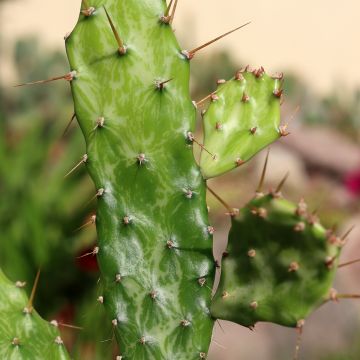 Opuntia jamaicensis Ghost - Schijfcactus