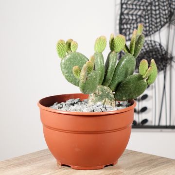 Opuntia microdasys Caress - Konijnenoren