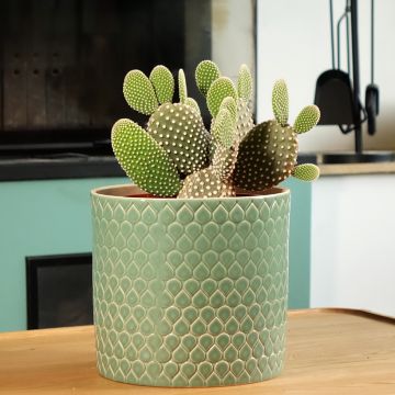 Opuntia microdasys var. albispina - Konijnenoren