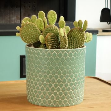 Opuntia microdasys var. pallida - Konijnenoren