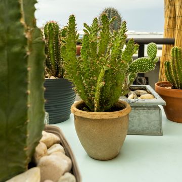 Opuntia monacantha - Schijfcactus