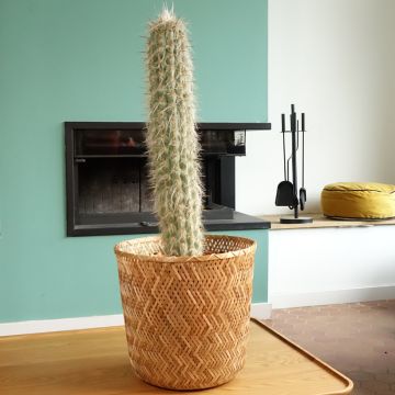 Oreocereus leucotrichus - Cactus