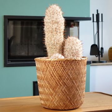 Oreocereus trollii - Oude man van de Andes